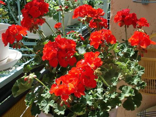 Какие цветы к деньгам. Денежные цветы: вырастите сад, привлекающий богатство 02 Какие цветы к деньгам. Денежные цветы: вырастите сад, привлекающий богатство 02