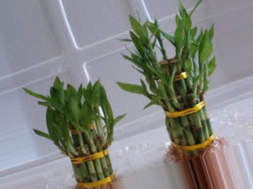 Какие цветы к деньгам. Денежные цветы: вырастите сад, привлекающий богатство 05 Какие цветы к деньгам. Денежные цветы: вырастите сад, привлекающий богатство 05