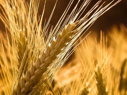 Какие цветы к деньгам. Денежные цветы: вырастите сад, привлекающий богатство 03 Какие цветы к деньгам. Денежные цветы: вырастите сад, привлекающий богатство 03