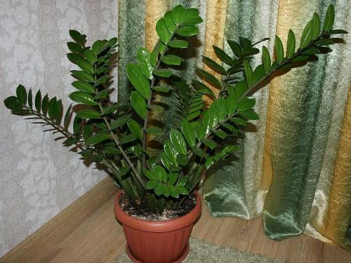 Какие цветы к деньгам. Денежные цветы: вырастите сад, привлекающий богатство 04 Какие цветы к деньгам. Денежные цветы: вырастите сад, привлекающий богатство 04