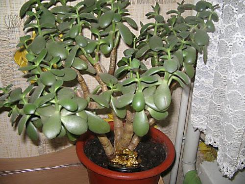 Какие цветы к деньгам. Денежные цветы: вырастите сад, привлекающий богатство 01 Какие цветы к деньгам. Денежные цветы: вырастите сад, привлекающий богатство 01