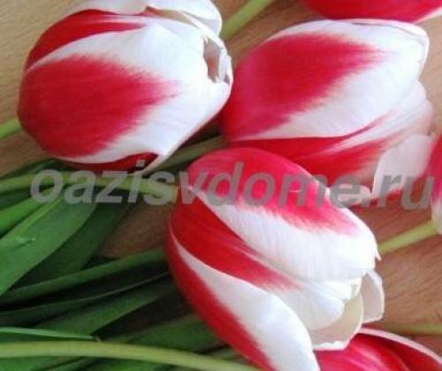 Как вырастить тюльпаны в квартире зимой. Как выращивать тюльпаны в домашних условиях?