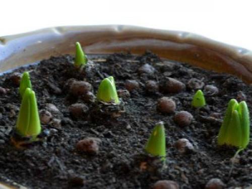 Как сажать тюльпаны дома. Как посадить тюльпаны в домашних условиях?