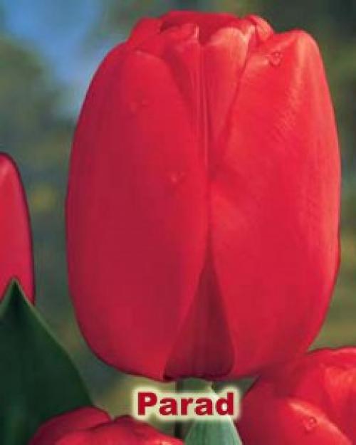 Как сажать тюльпаны дома. Как посадить тюльпаны в домашних условиях?