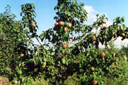 Как сажать саженцы. Как правильно сажать саженцы фруктовых деревьев 01