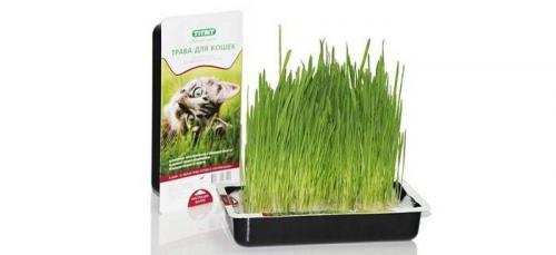 Как вырастить пшеницу для кошки без земли. Как вырастить кошачью траву в домашних условиях