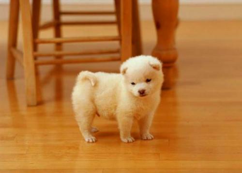 Средство по уходу за ламинатом. Повседневный уход за ламинатом