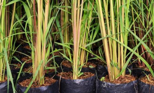 Трава для кошек, как поливать. Какая трава подходит кошкам?