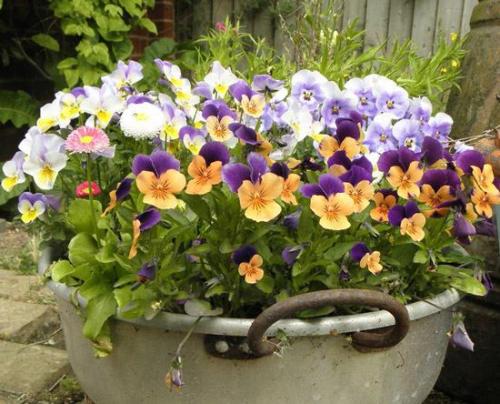 Трава для кошек, как поливать. Какая трава подходит кошкам?