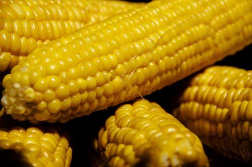 Сколько варить кукурузу бондюэль. Как правильно варить кукурузу в початках и без початков в кастрюле?