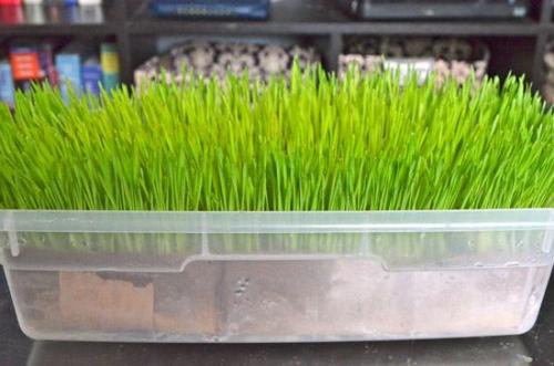 Трава для кошек, как поливать. Какая трава подходит кошкам?