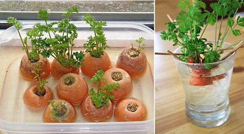 Трава для кошек, как поливать. Какая трава подходит кошкам?