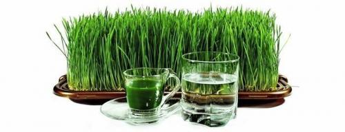 Как вырастить пшеницу для кошки без земли. Как вырастить кошачью траву в домашних условиях