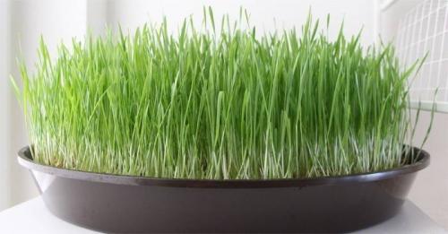 Как вырастить пшеницу для кошки без земли. Как вырастить кошачью траву в домашних условиях