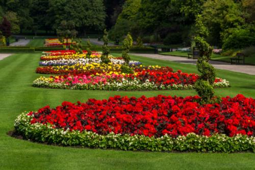 Цветы для клумбы — особенности создания и простые идеи + 66 фото