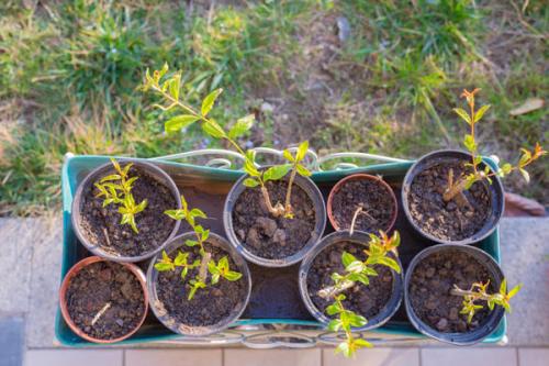 Гранатовое дерево. Как вырастить гранатовое дерево