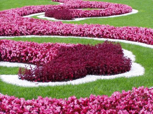 Цветы для клумбы — особенности создания и простые идеи + 66 фото