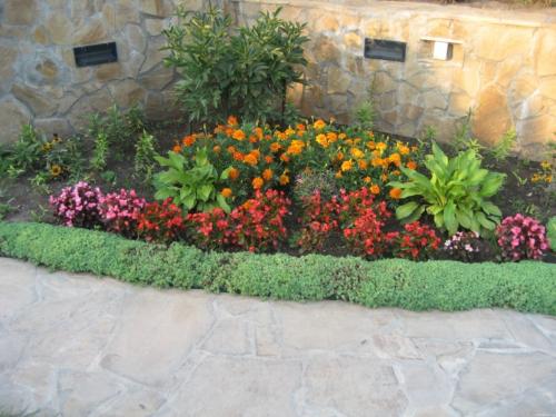 Цветы для клумбы — особенности создания и простые идеи + 66 фото