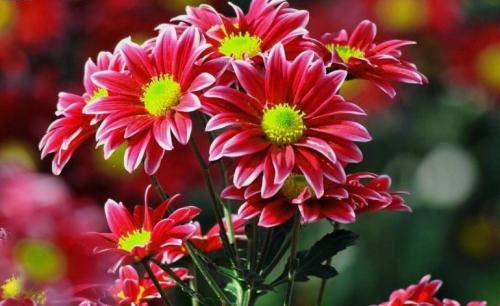 Хризантема летняя. Многолетние хризантемы – сорта, фото