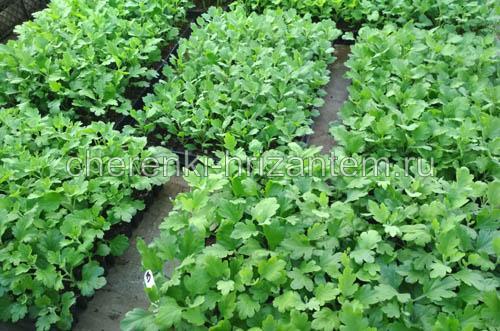 Хризантема ля роз. Хризантема