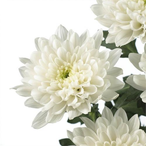 Хризантема опал. Самые популярные и красивые сорта хризантем