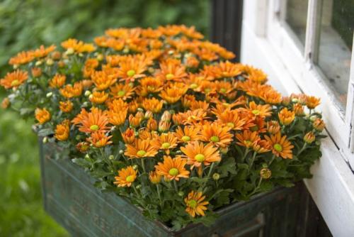 Хризантема летняя. Многолетние хризантемы – сорта, фото