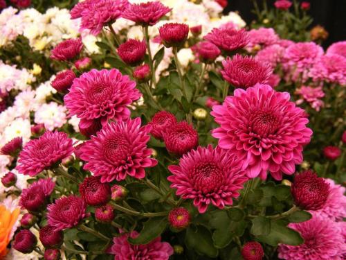 Хризантема опал. Самые популярные и красивые сорта хризантем
