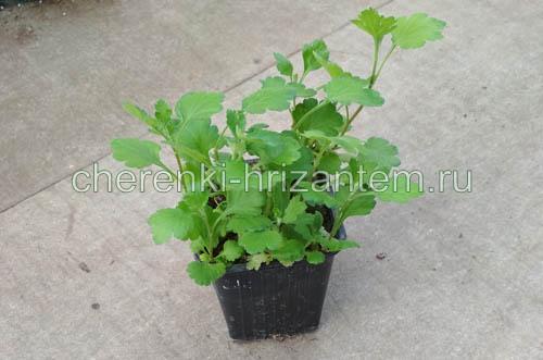 Хризантема ля роз. Хризантема