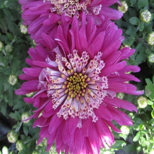 Хризантема опал. Самые популярные и красивые сорта хризантем