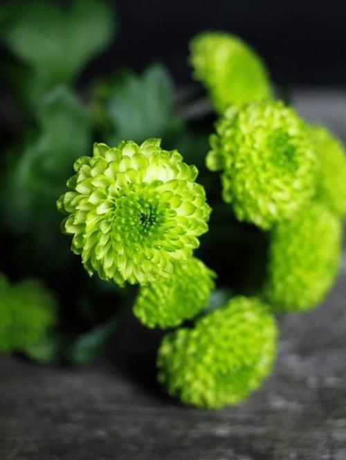 Хризантема летняя. Многолетние хризантемы – сорта, фото