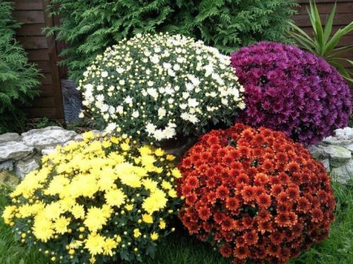 Хризантема летняя. Многолетние хризантемы – сорта, фото