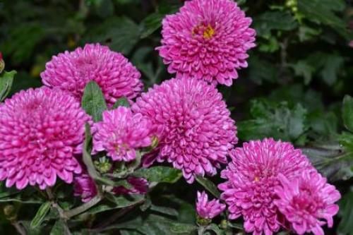 Хризантема опал. Самые популярные и красивые сорта хризантем