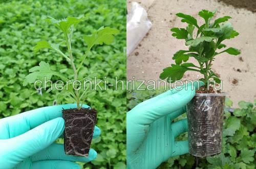 Хризантема ля роз. Хризантема