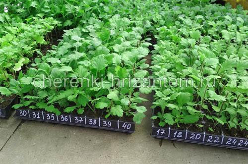 Хризантема ля роз. Хризантема