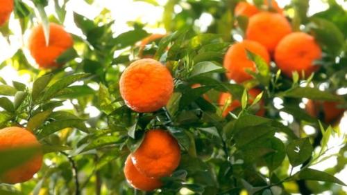 Мандариновые деревья картинки. Мандарин — ареал распространения, полезные свойства, противопоказания, домашние сорта + 95 фото