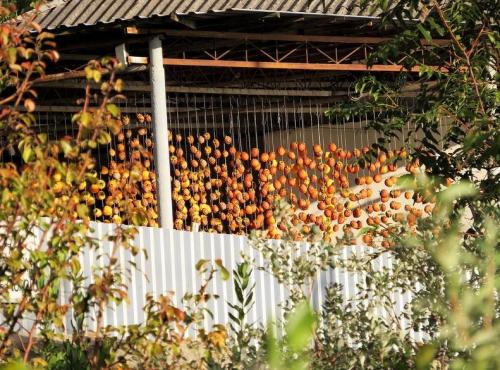 Мандариновые деревья в абхазии. Фрукты