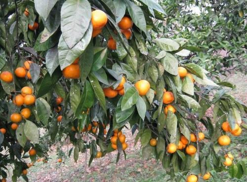 Мандариновые деревья в абхазии. Фрукты