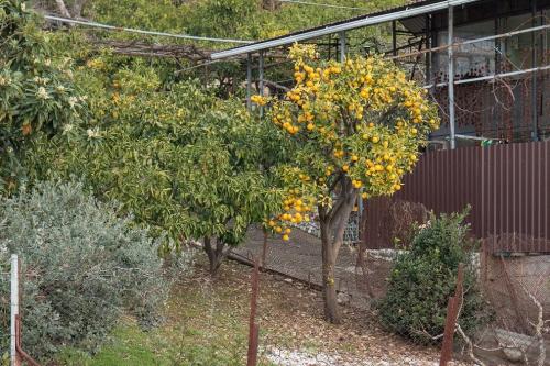 Мандариновые деревья в абхазии. Фрукты