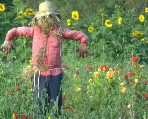 Картинки пугало огородное для детей. Секрет эффективного пугала