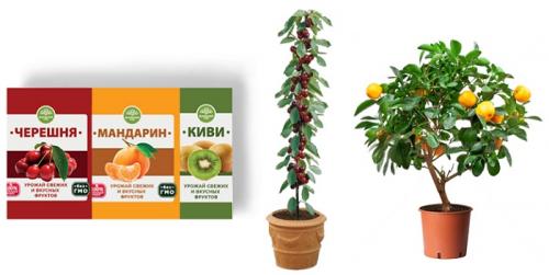 Мандариновые деревья картинки. Мандарин — ареал распространения, полезные свойства, противопоказания, домашние сорта + 95 фото 20 Мандариновые деревья картинки. Мандарин — ареал распространения, полезные свойства, противопоказания, домашние сорта + 95 фото 20