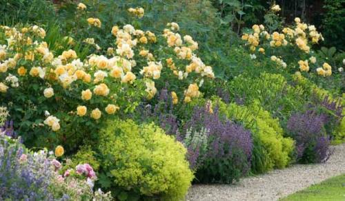 Как сделать клумбу цветущую все лето. Как посадить клумбы цветущие все лето: лучшие цветы с фото