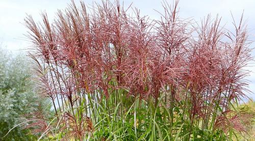 Декоративная трава голубого цвета. Декоративная трава для сада с фото и названиями 06