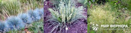 Декоративная трава голубого цвета. Декоративная трава для сада с фото и названиями 02