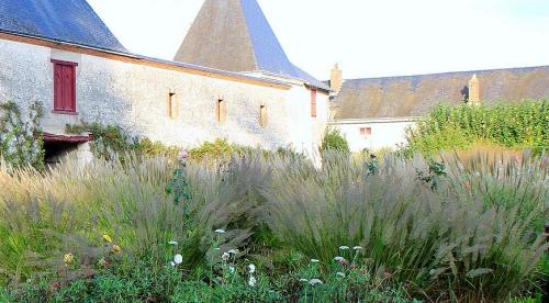 Декоративная трава голубого цвета. Декоративная трава для сада с фото и названиями 08