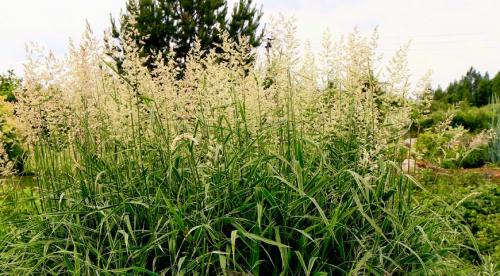 Декоративная трава голубого цвета. Декоративная трава для сада с фото и названиями 09