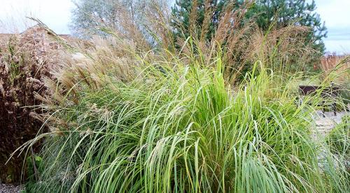 Декоративная трава голубого цвета. Декоративная трава для сада с фото и названиями 07