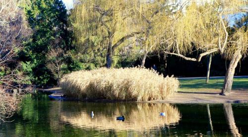 Декоративная трава голубого цвета. Декоративная трава для сада с фото и названиями 04