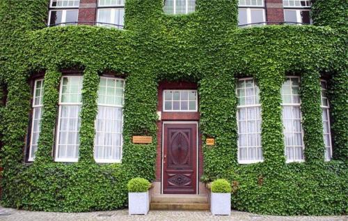 Вьющиеся растения лианы. Лианы 01