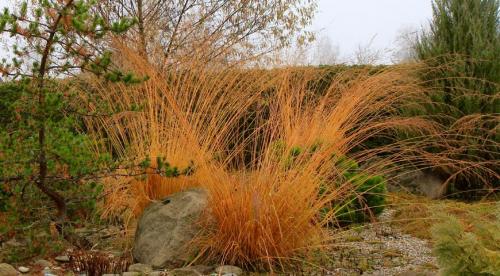 Декоративная трава голубого цвета. Декоративная трава для сада с фото и названиями 05