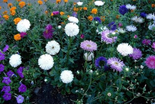 Низкорослые многолетние цветы для клумбы. Низкорослые многолетние и однолетние цветы для клумбы: фото и названия